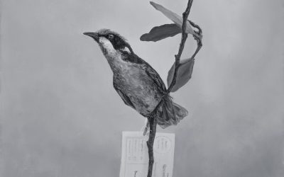 ‘Archive’ now showing at Light Box Lane, Wonthaggi