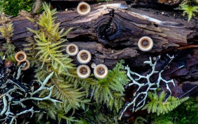 Entanglements with Fungi — Life, Death and Renewal