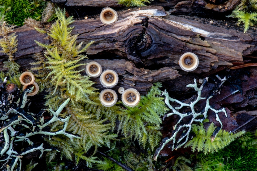 Entanglements with Fungi — Life, Death and Renewal