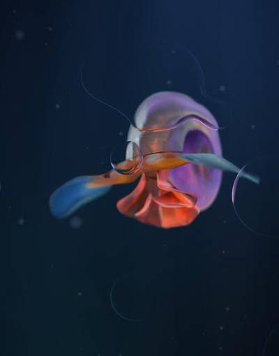 Debbie Symons Limacina helicina antarctica - The butterfly effect. 2017. 