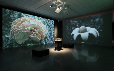 Final Weeks: Entanglements with Fungi at WAMA